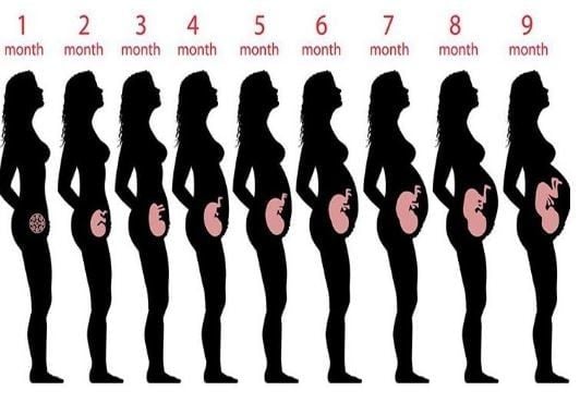 Hafta Hafta Gebelik Gelişimi Nasıl Olur?